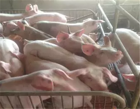 ​秋冬季保育猪饲养管理必须知道的五大要点！