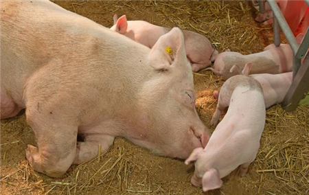 大数据下的猪病流行规律及其防控措施