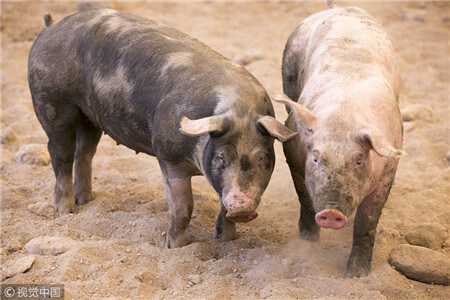 怎样维持猪群抗体的高水平和持久性？