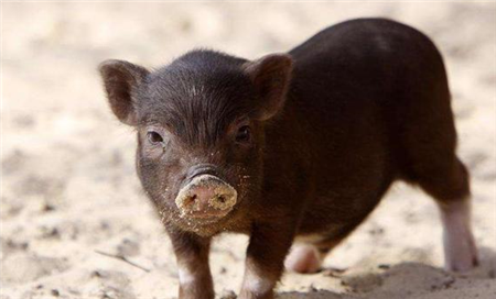 山西非洲猪瘟猪肉去哪了？活猪调运好，还是肉制品流通更棒？