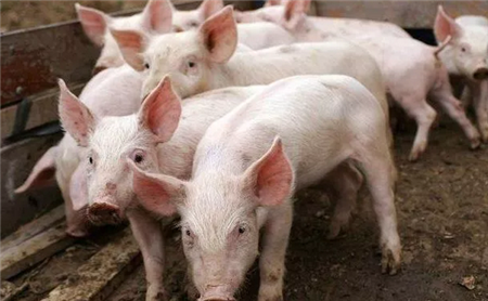 农村养猪有没有补贴，养猪人来告诉你！
