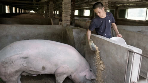 科学养猪！农村小伙卖房开猪场，每天中药喂养，头头超600斤