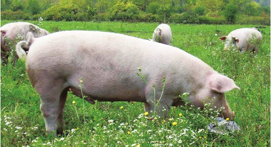 三季度我国农产品整体供应较充裕 生猪产能依然充足