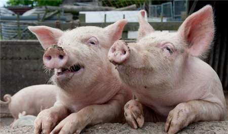 规模化猪场常见猪病及其防治