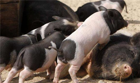 生猪养殖要怎么降低饲养成本？