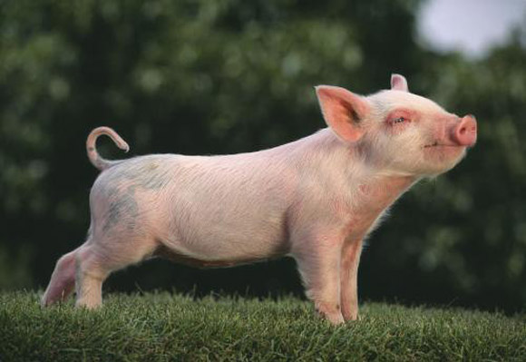 10月25日快讯：猪价受46起疫情影响变幻莫测，养猪人心绪难安