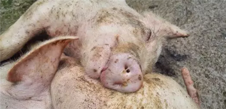秋冬季每个猪场都要谨防这种病 发病率可达到90%以上