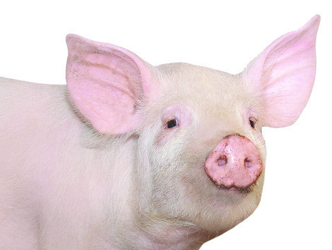 中国发病情况不容乐观，在《2014年世界猪病大会》上指出养猪业面临最严重的八种疾病，中国作为“猪病联合国”，今年暴发非洲猪瘟后，所有的疾病都齐全了！
