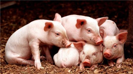 七种常见猪呼吸道疾病的综合防控及案例！