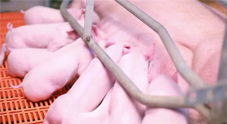 规模化猪场定时输精对生产的影响