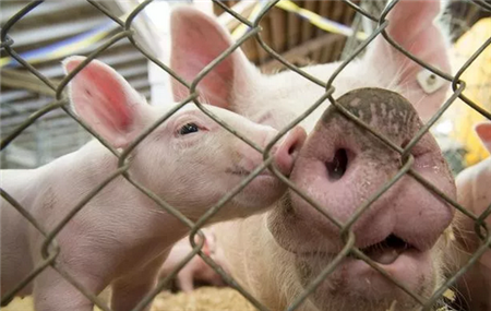 天津海关截获31批次非洲猪瘟疫区猪肉制品并销毁