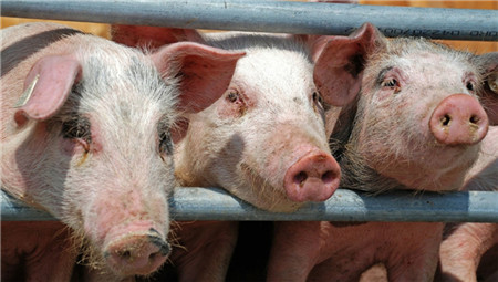 疫情持续发酵，禁运致区域性猪价分化更严重