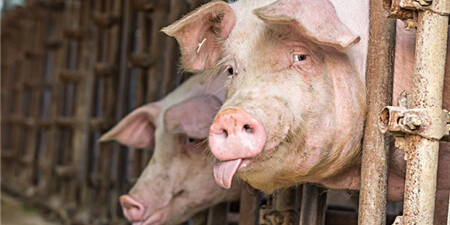 疫情频发，养猪人在这样的环境下，如何保住自己的猪？