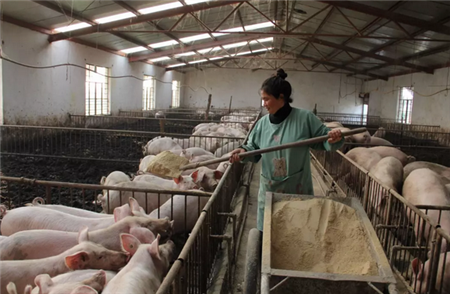 如何防止非瘟进入猪场 物品入场管理