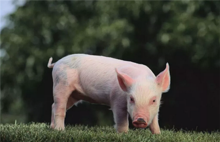 禁止泔水喂猪后，那我们该用啥既便宜又安全的“猪饲料”？