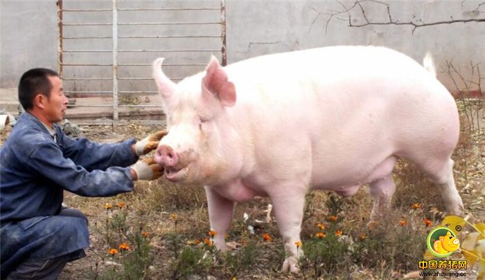这位农民叫张宪平，他经常骑着的这头大肥猪，体格强健、猪毛亮白、性情温顺，取名叫“大宝”，张宪平还特意给“大宝”颁发““免死令”。