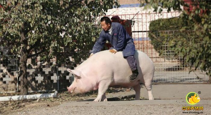“大宝”身高1米、身长1.5米，长得肉满膘肥，力气很大，是当地养猪场唯一超过千斤的生猪。图为农民张宪平骑着大肥猪“大宝”遛弯闲逛。