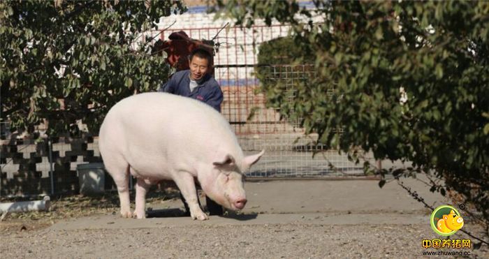 养猪户张宪平饲养重达1200斤大肥猪，主人经常骑它遛弯闲逛，还特颁“免死令”。网友们，你们见过骑猪的吗？