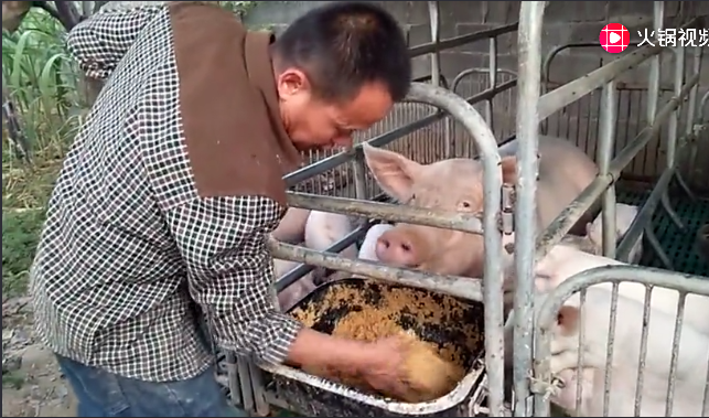 如果你有机会看到，养猪人这样喂猪，你就不嫌猪肉价格高了