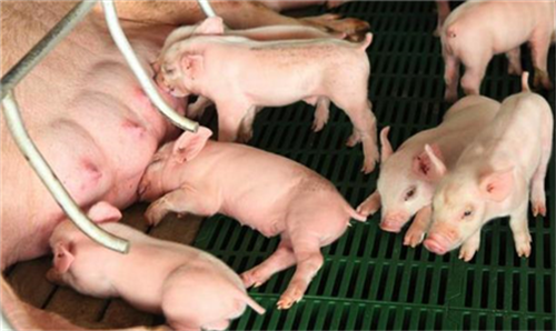 解除母猪繁殖障碍，降低母猪饲养成本！