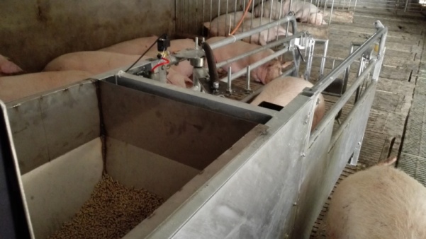 公主岭母猪自动化喂养系统|母猪高效喂养设备热销