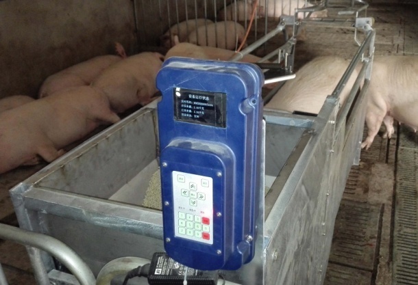 母猪自动喂料系统/双辽母猪智能喂养设备价格优惠