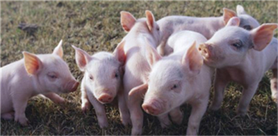 养猪饲养管理五项基本原则——免疫！