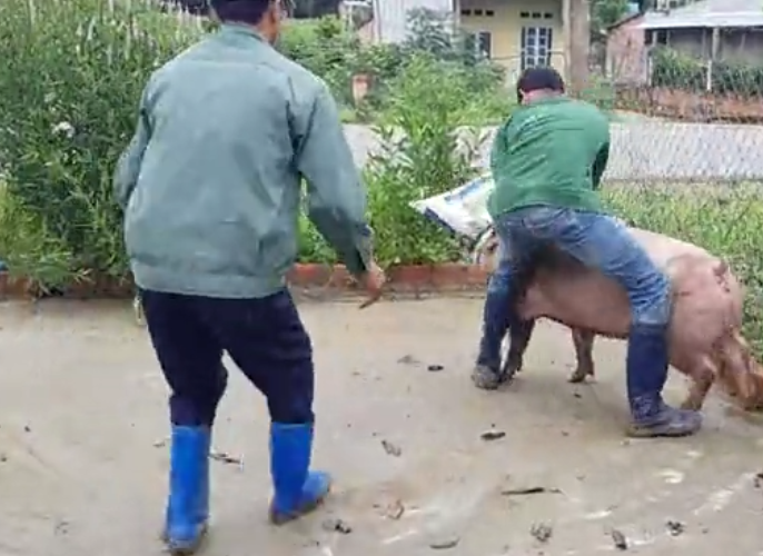  越南农村用这方法称猪，再也不怕二师兄不配合了