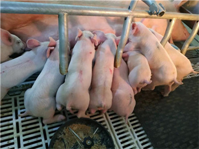 母猪无奶，看散户是怎样保证冬季仔猪100%成活率，零腹泻！