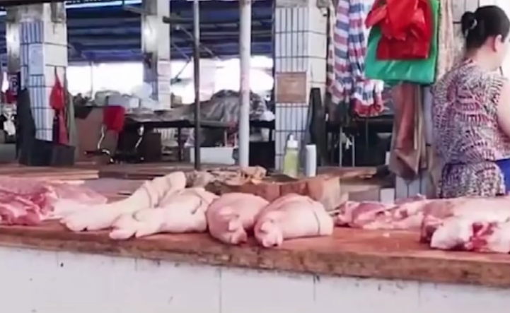  高价猪肉的崛起，农村开始掀起养猪潮，明年能发财吗
