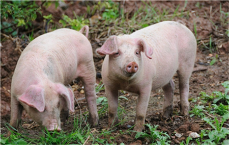 提高母猪繁殖力有4大技术良策（2）