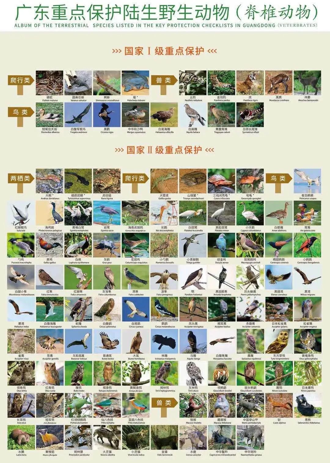 广东率先修法！豪猪、竹鼠、蛇、虎纹蛙等超900种野生动物不能吃
