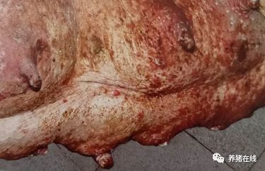 猪场怎样预防猪水疱病？与口蹄疫有什么区别？