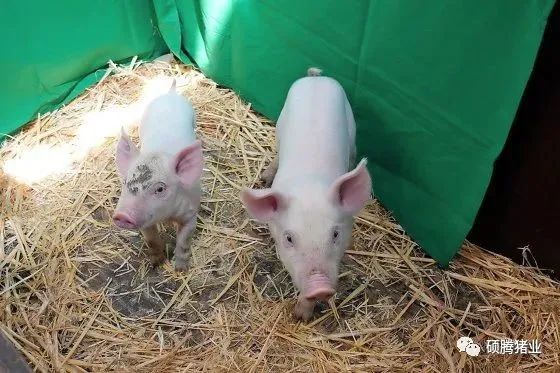 围观！德科研人员通过转基因方法培育的抗非瘟猪即将开展活体攻毒实验！