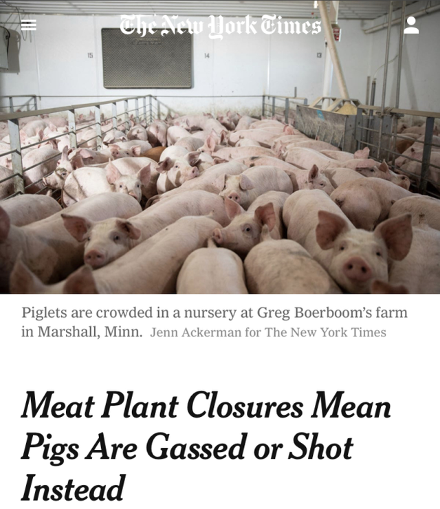 死猪“堆积成山”，市场却无肉可卖！美肉类食品供应链断裂！