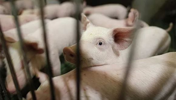 中国社科院绿皮书：今年全年生猪出栏量将超过6亿头 猪肉产量能够达到4800万吨