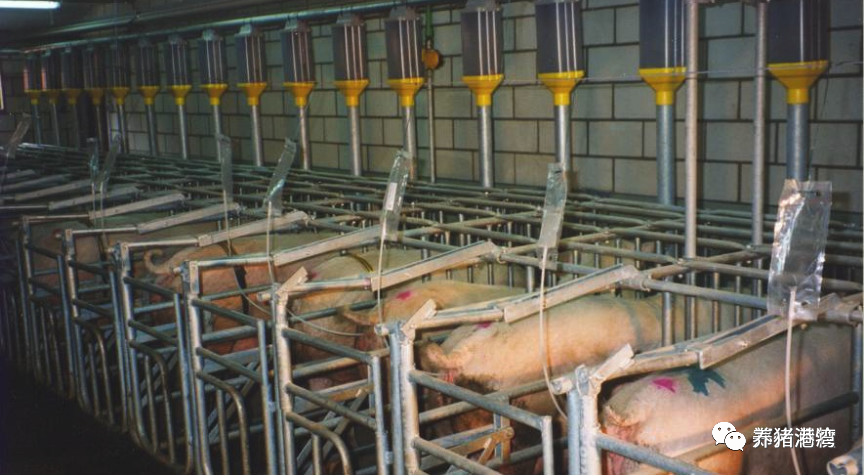 中小养猪企业 更需要批次化生产！