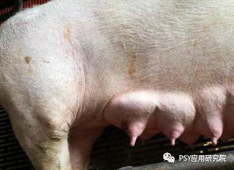 母猪出现这几种现象，当心可能是发生乳房炎了
