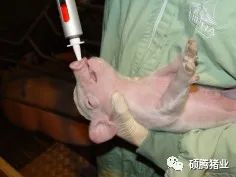 对症下药：猪伪狂犬病不同感染类型猪场推荐的免疫程序