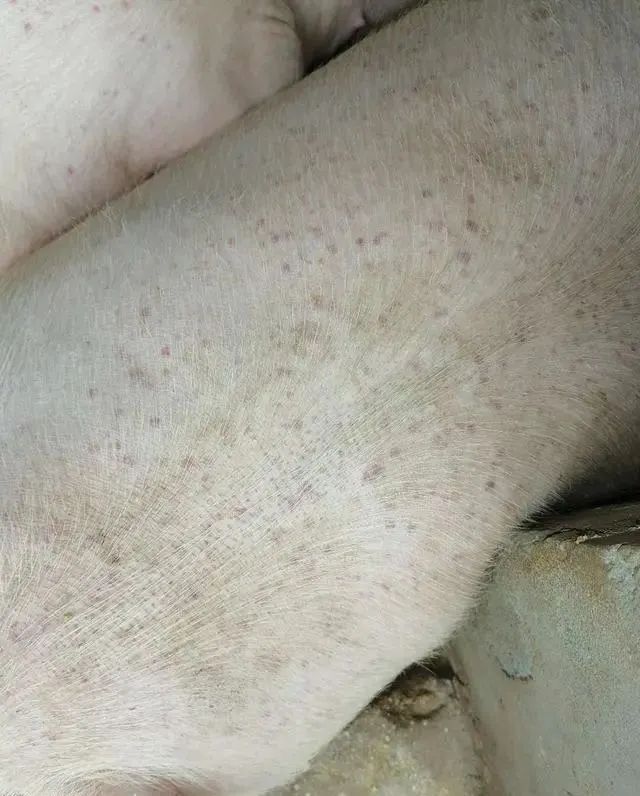 夏季养猪不容忽视的问题：猪身上长红点几个月都没好？