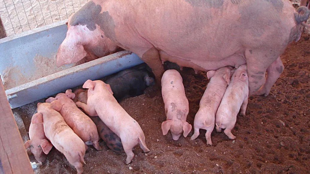 夏季母豬熱應激，這幾個關鍵點你一定要知道！ - 生豬飼料營養/養豬技術 - 中國養豬網-中國養豬行業門戶網站