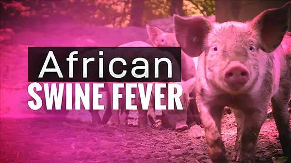 系统回顾：全球非洲猪瘟净化历史