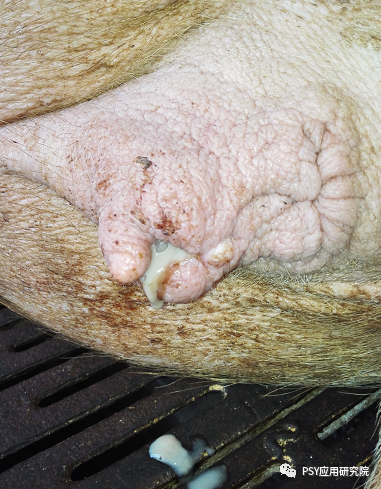 一例母猪子宫内膜炎的治疗案例分享