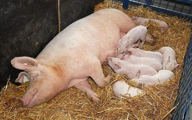 母猪为什么会产死胎？基本都是这病引起的！