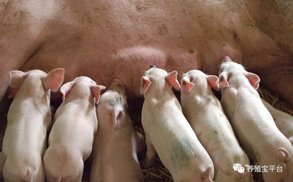 后备母猪批次化生产中：不发情，不明显，不静立，原因你知道吗？