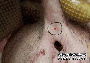 治疗猪脱肛偏方图片