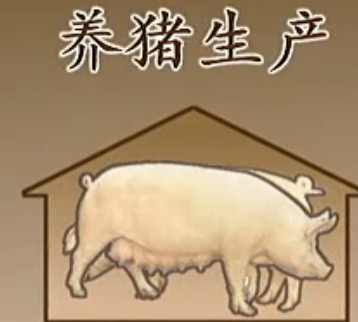 养猪技术(一)